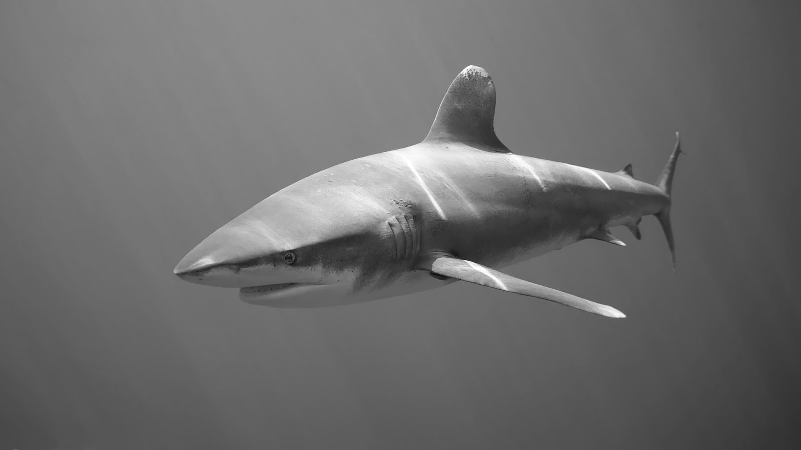 Shark Wallpaper In Black And White - Black And White Photography Sharks - HD Wallpaper 