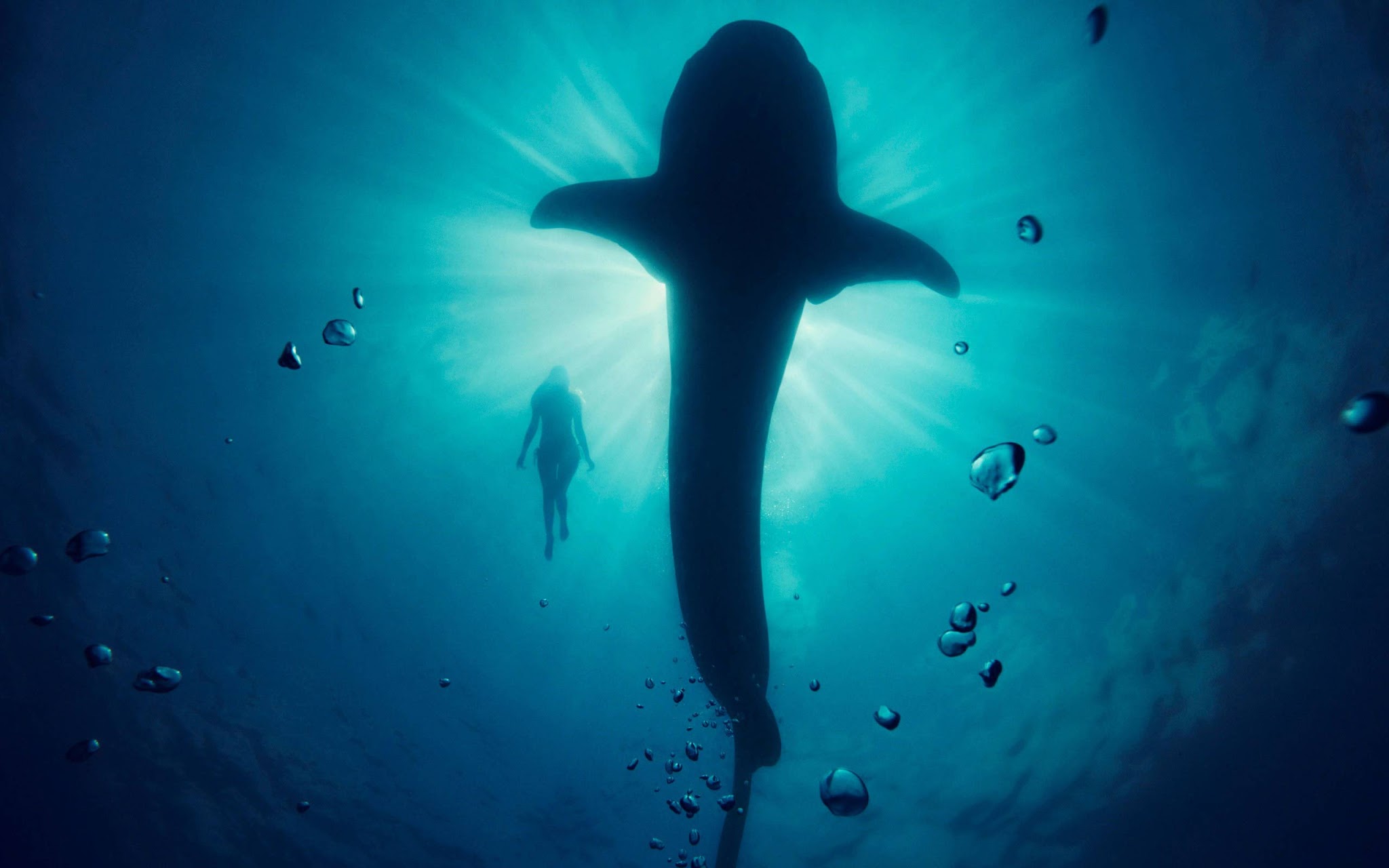 Free Whale Underwater Wallpaper - De Peixe Bolha No Mar - HD Wallpaper 