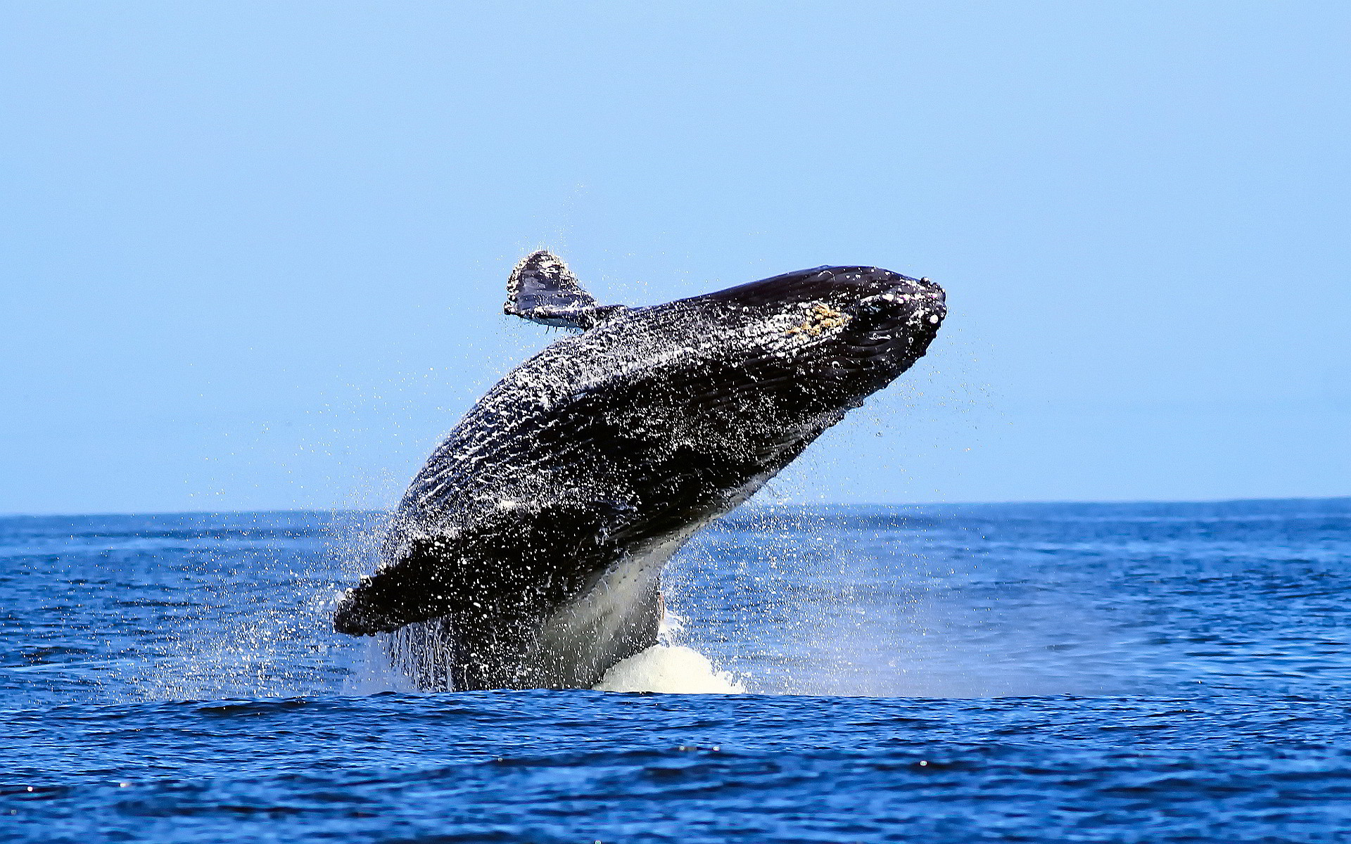 Whale Animal Desktop Wallpaper 52958 
 Data-src - Whale Desktop Background - HD Wallpaper 