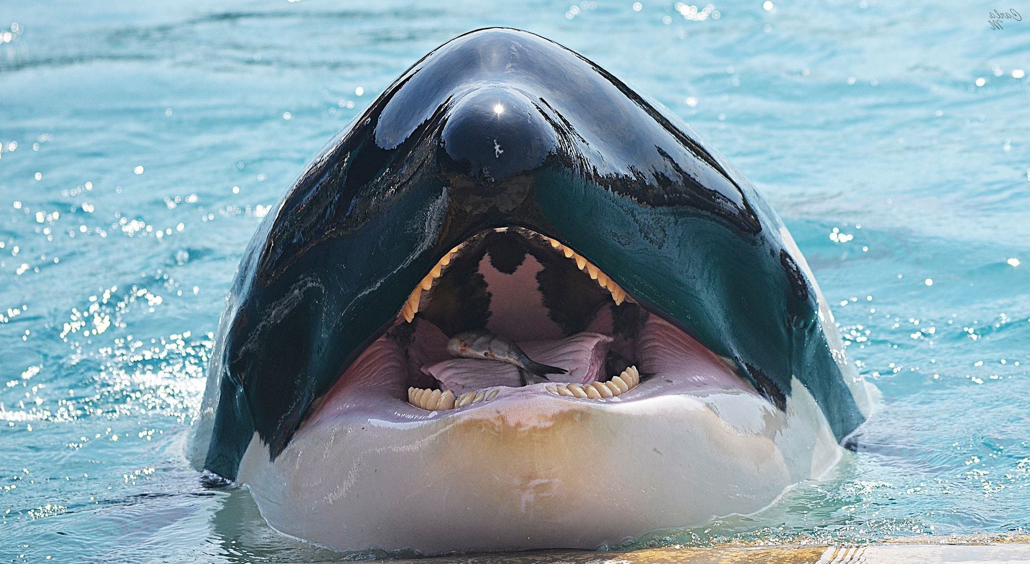 Killer Whale Wallpapers - HD Wallpaper 