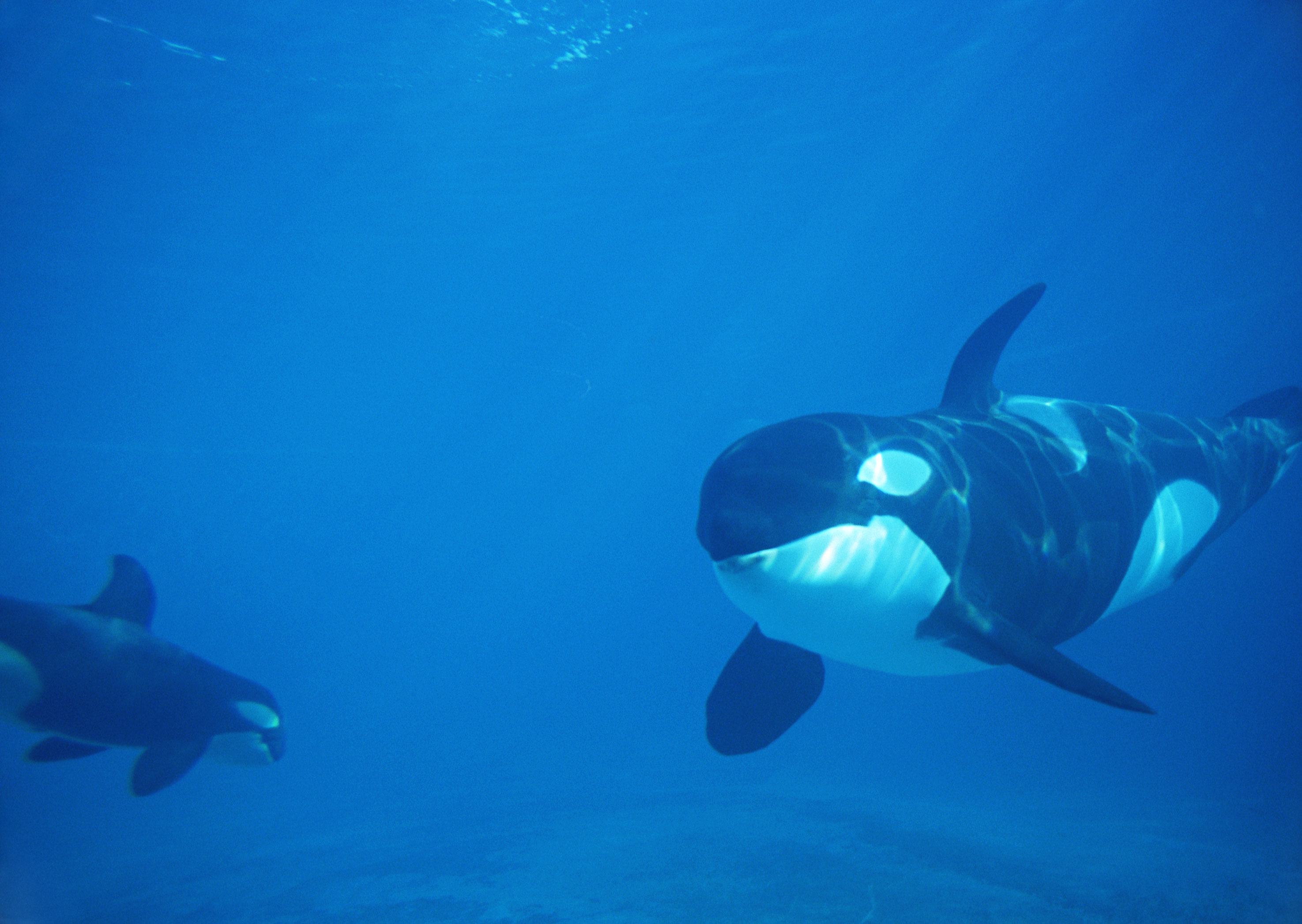 Hd Big - Killer Whale - HD Wallpaper 