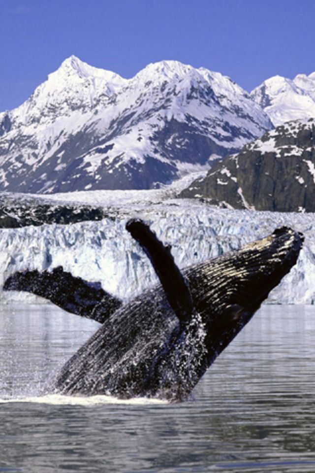 Whale Wallpaper - Whale Wallpaper Iphone - HD Wallpaper 