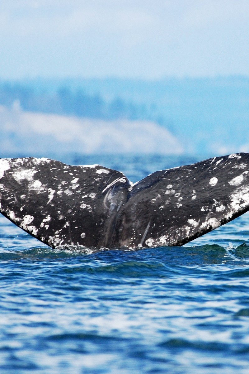 Wallpaper Whale, Jump, Sea, Ocean, Sky - Iphone Whale Background - HD Wallpaper 
