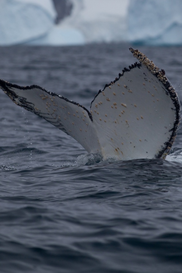 Humpback Whale - HD Wallpaper 