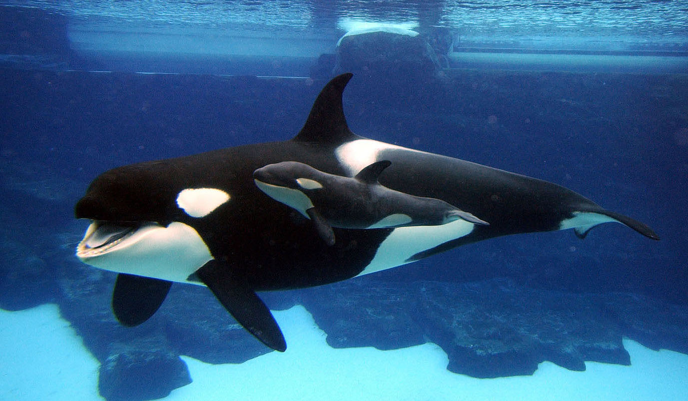 Free Killer Whale Wallpapers - HD Wallpaper 