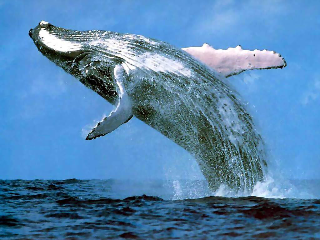 Blue Whale Wallpaper - Cape Town Sea Life - HD Wallpaper 