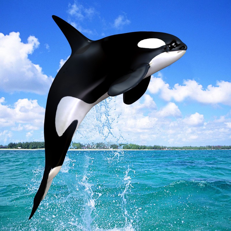 Free Orca Wallpaper-725ko3b - Orca Whale - HD Wallpaper 