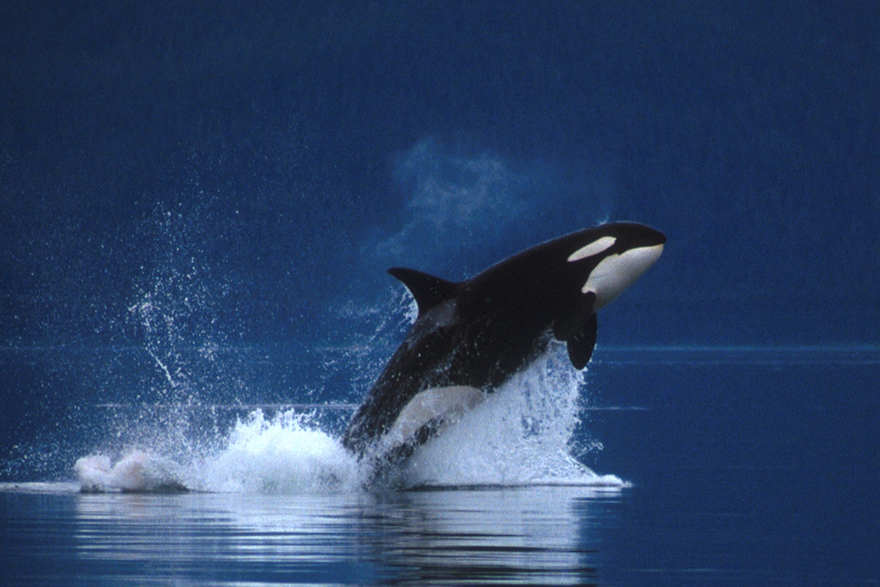 Killer Whale Wallpapers 1080p - HD Wallpaper 