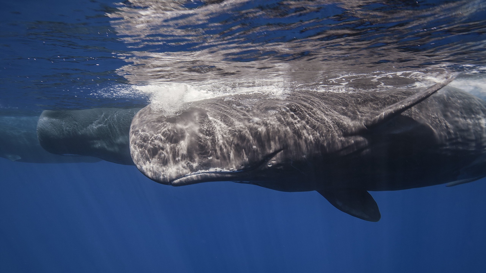 Wallpaper Whale, Sperm Whale, Sea, Ocean, Underwater - Sperm Whale Hd - HD Wallpaper 