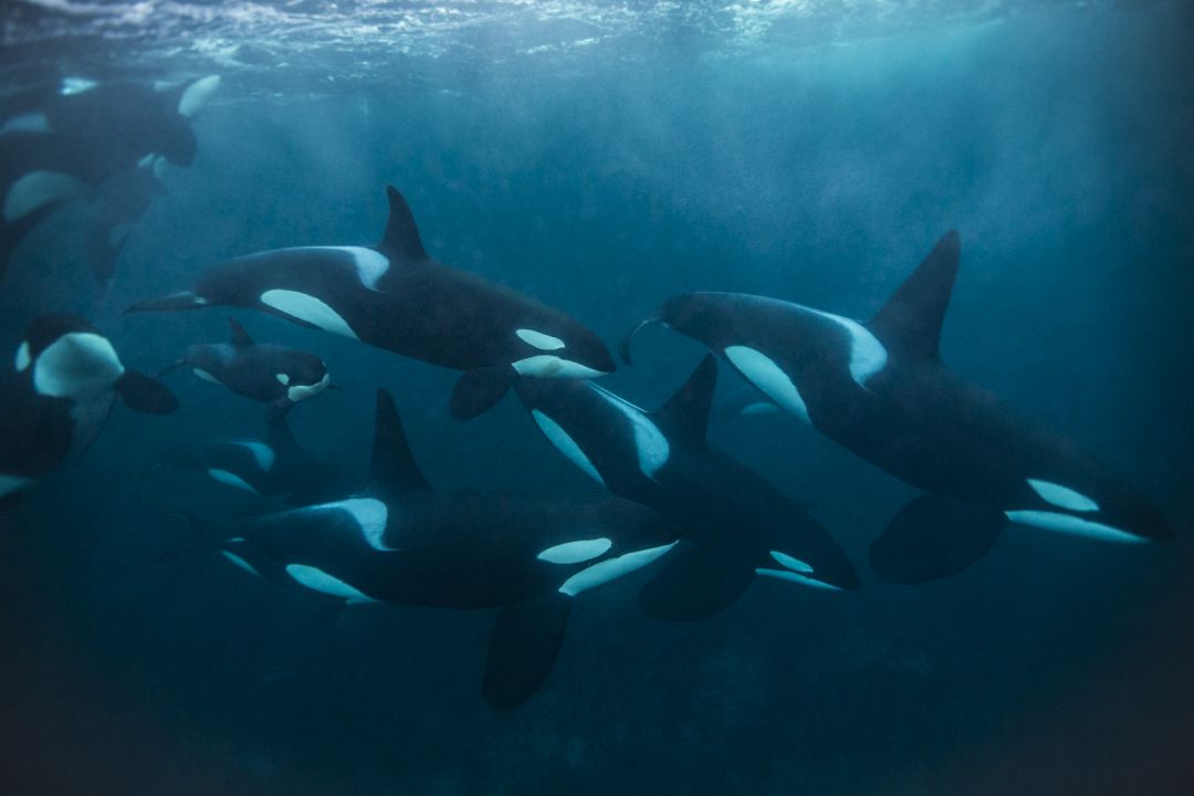 Android, Iphone, Desktop Hd Backgrounds / Wallpapers - HD Wallpaper 