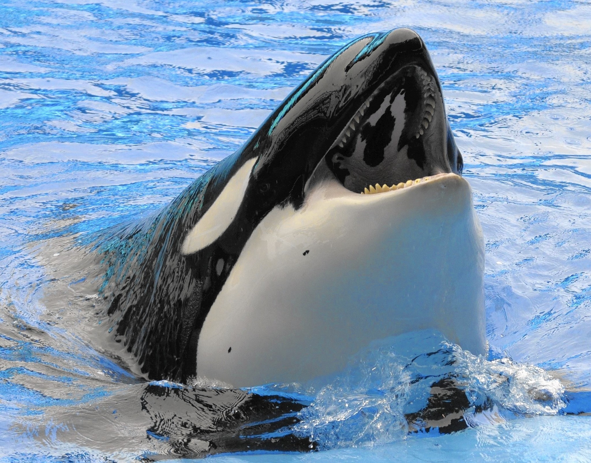 Nice Wallpapers Orca 2048x1605px 
 Data Src Large Shamu - Sea Orcas - HD Wallpaper 