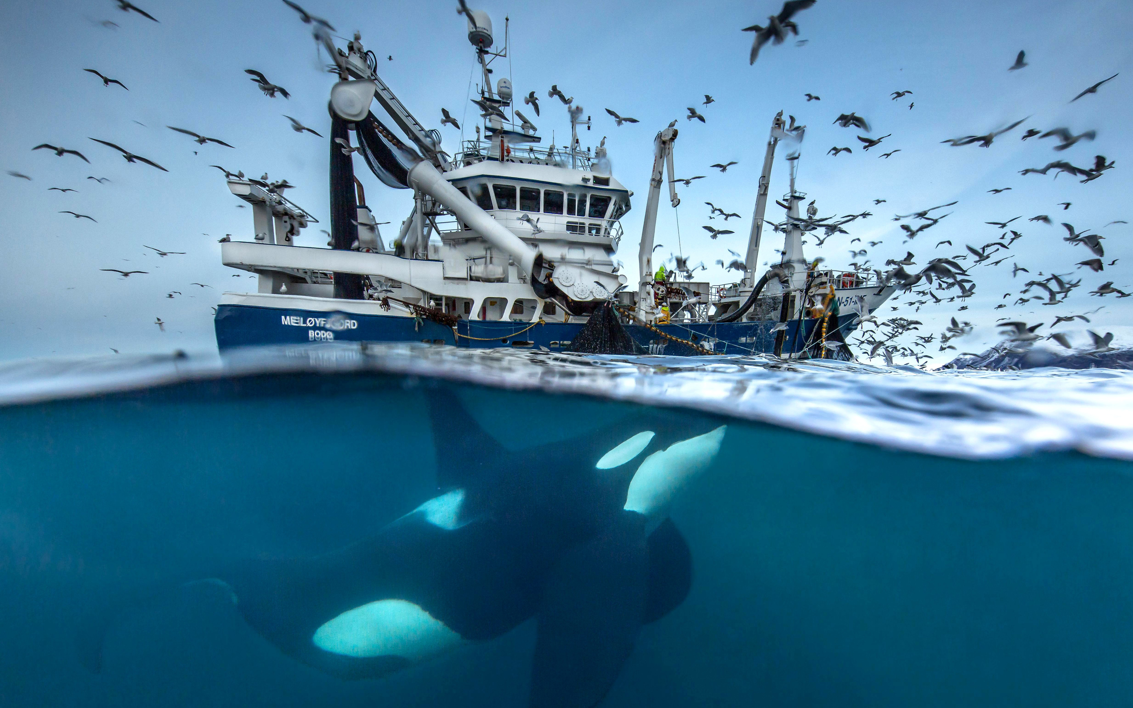 4k, Fishing Boat, Killer Whale, Sea, Underwater, Whale, - Siena International Photo Awards Winner - HD Wallpaper 