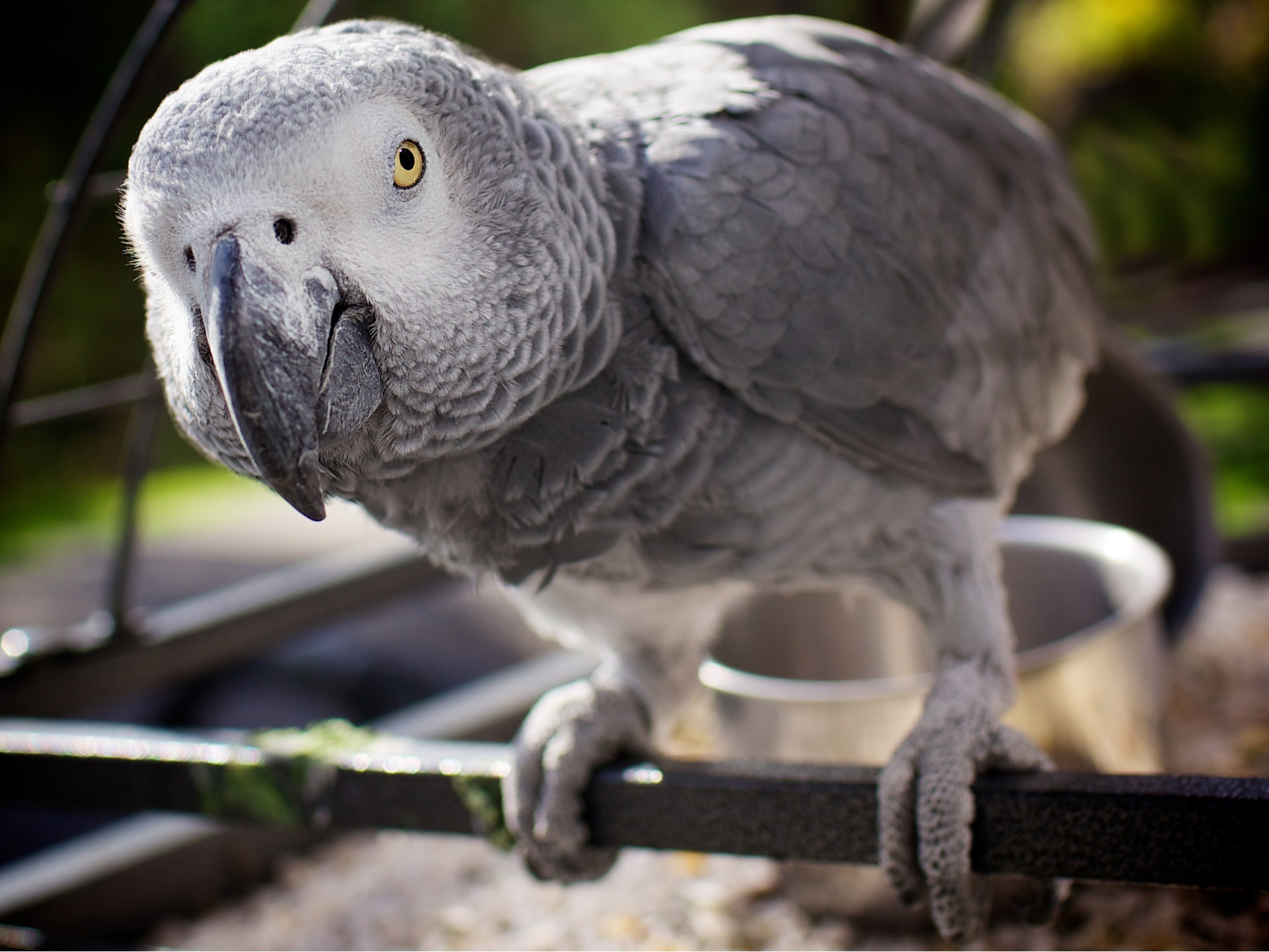 African Grey Parrot Hq Desktop Wallpaper - African Grey Desktop - HD Wallpaper 
