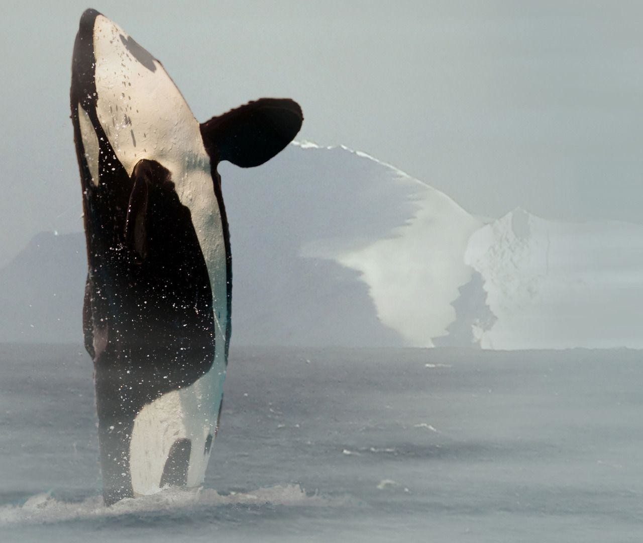 Whale Photography - HD Wallpaper 