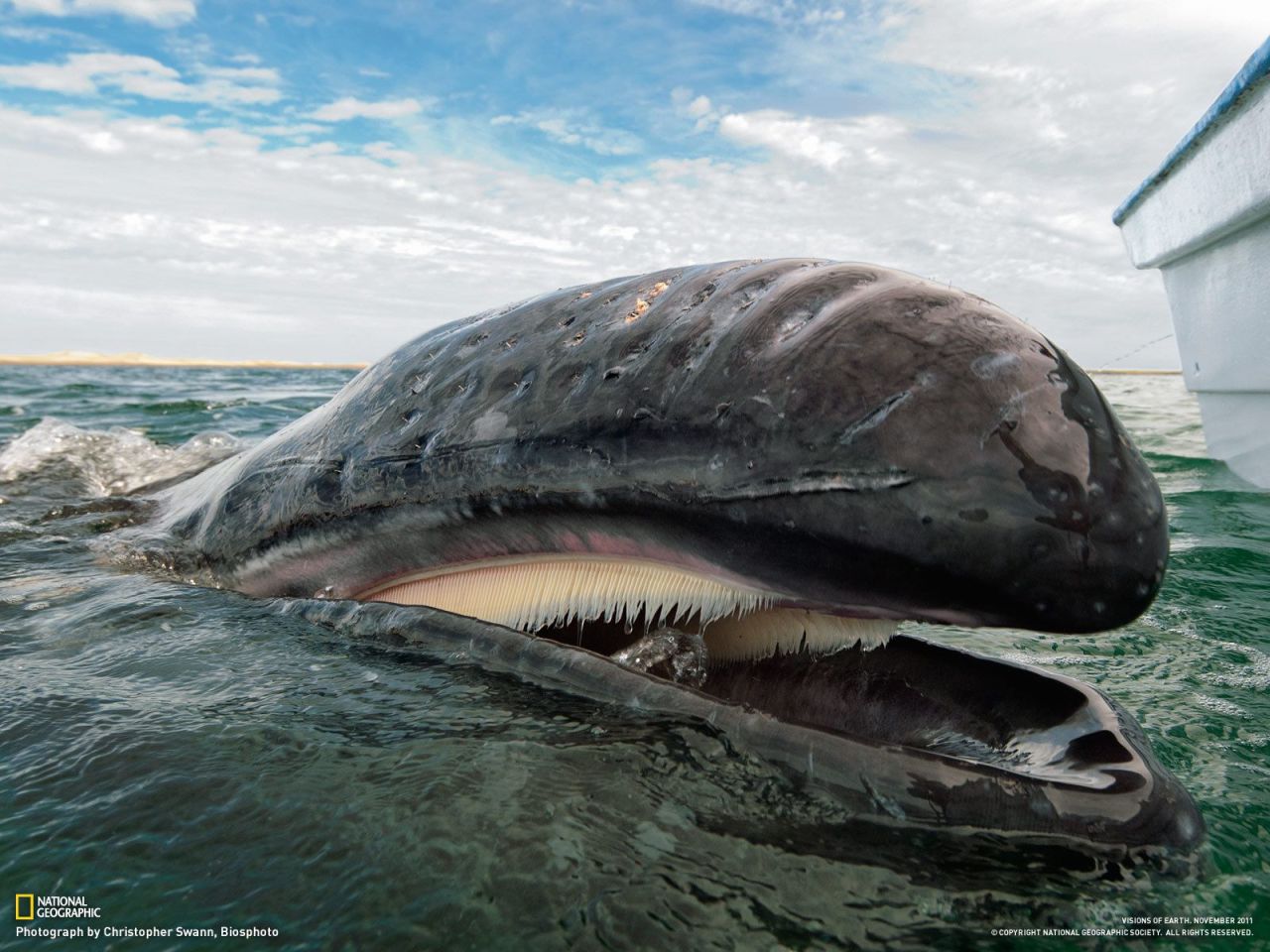 Open Mouth Sea Whale Hd Desktop Wallpaper - Whale With Open Mouth - HD Wallpaper 