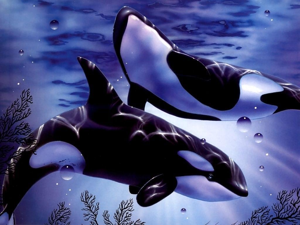 Fondos De Pantalla De Orcas - HD Wallpaper 