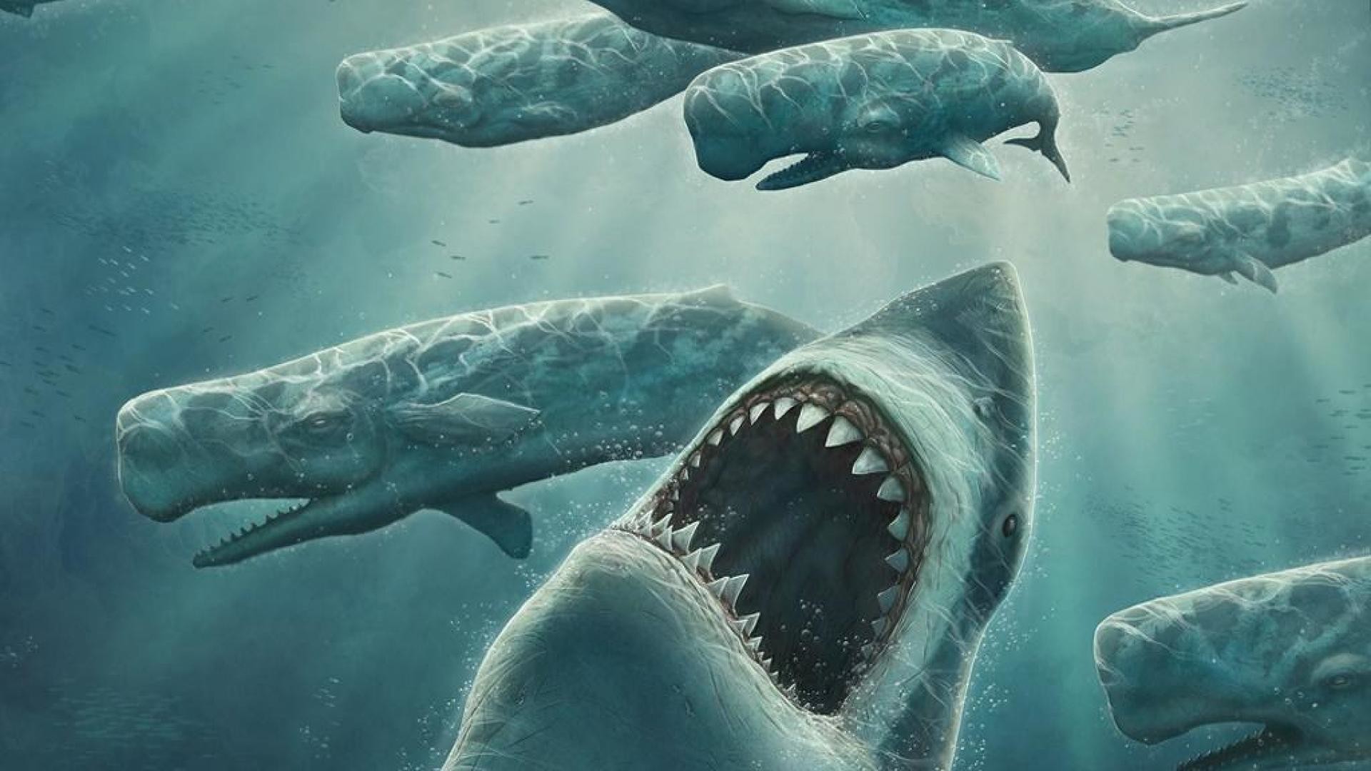 Data-src - Megalodon Wallpaper Hd - HD Wallpaper 