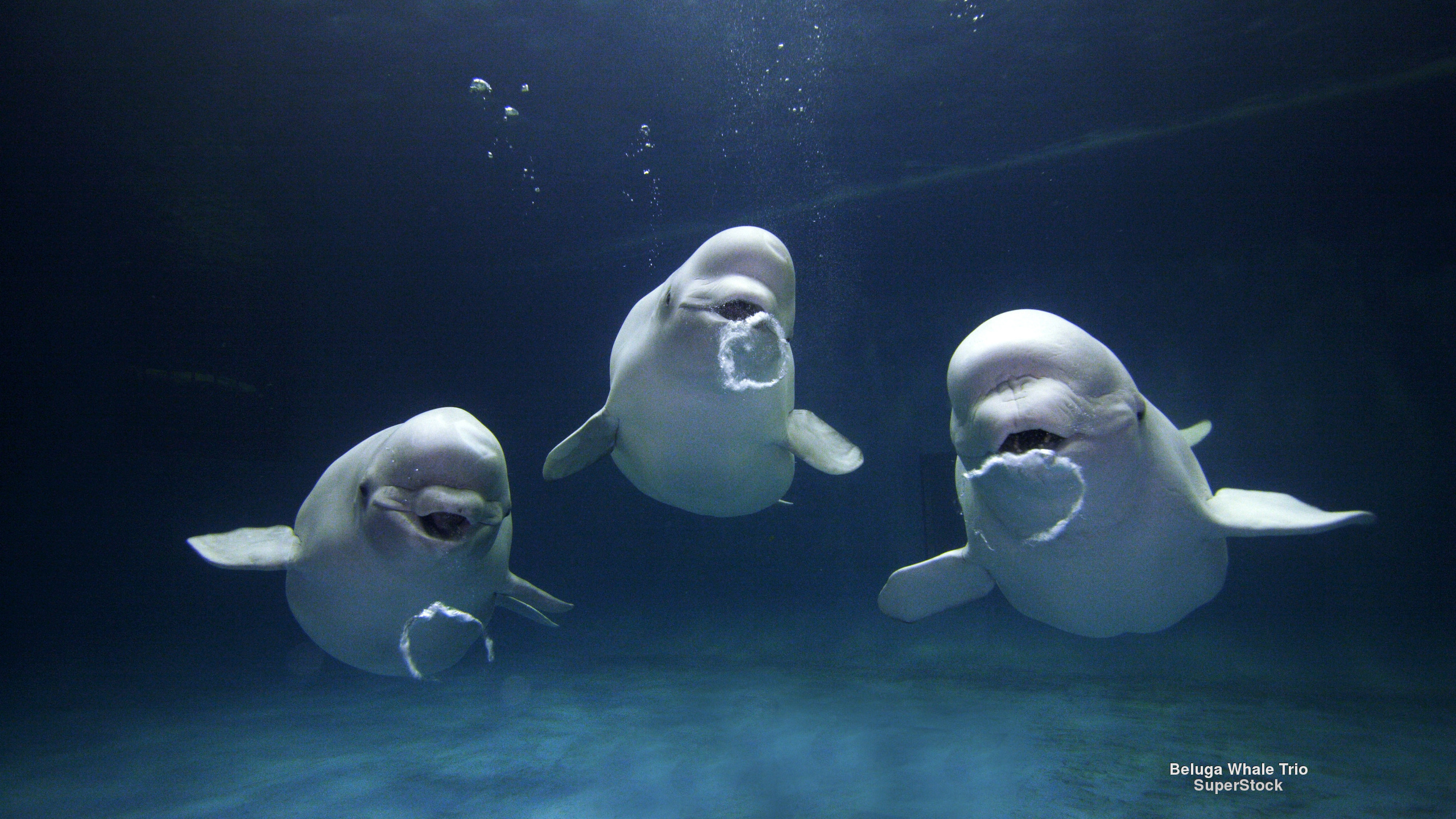 Beluga Whale Desktop Background - HD Wallpaper 