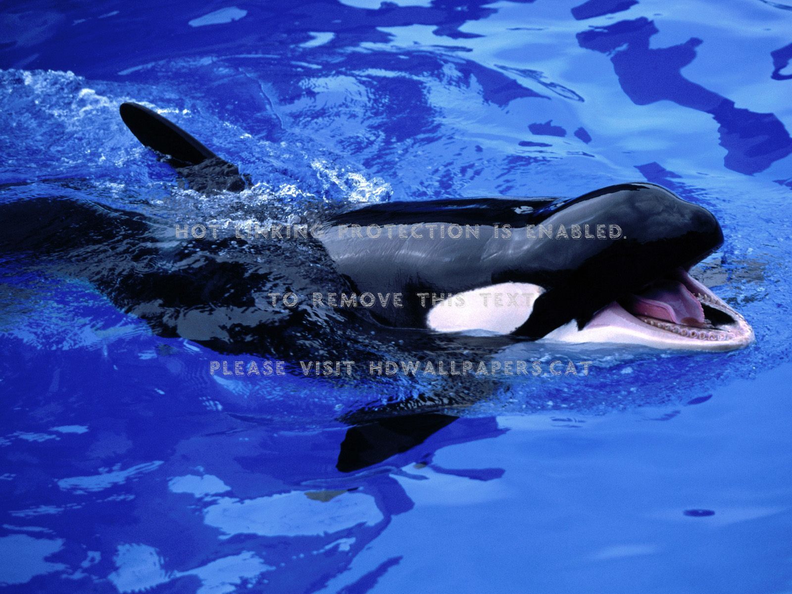 Feed Me -killer Whale Sweet Heart Orca - Iphone Killer Whale Background - HD Wallpaper 