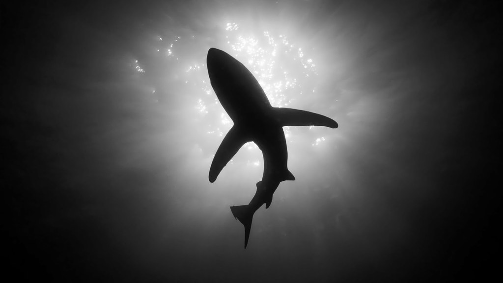 Underbelly Of A Shark - HD Wallpaper 