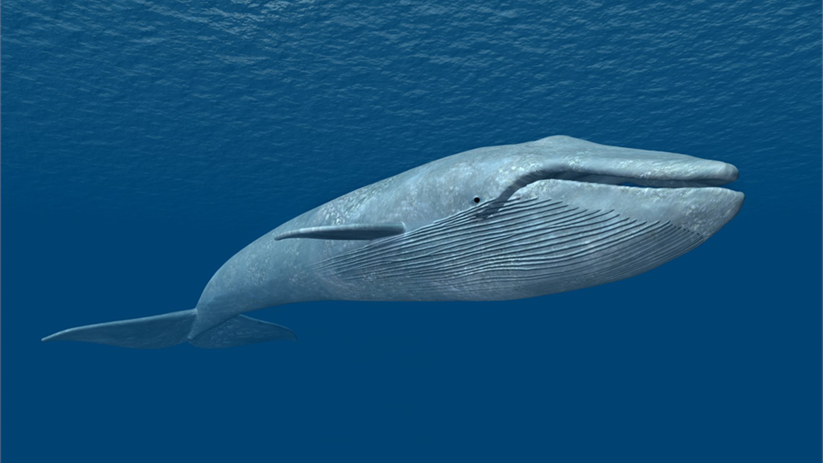 Blue Whale Hd Wallpapers, Desktop Wallpaper - HD Wallpaper 