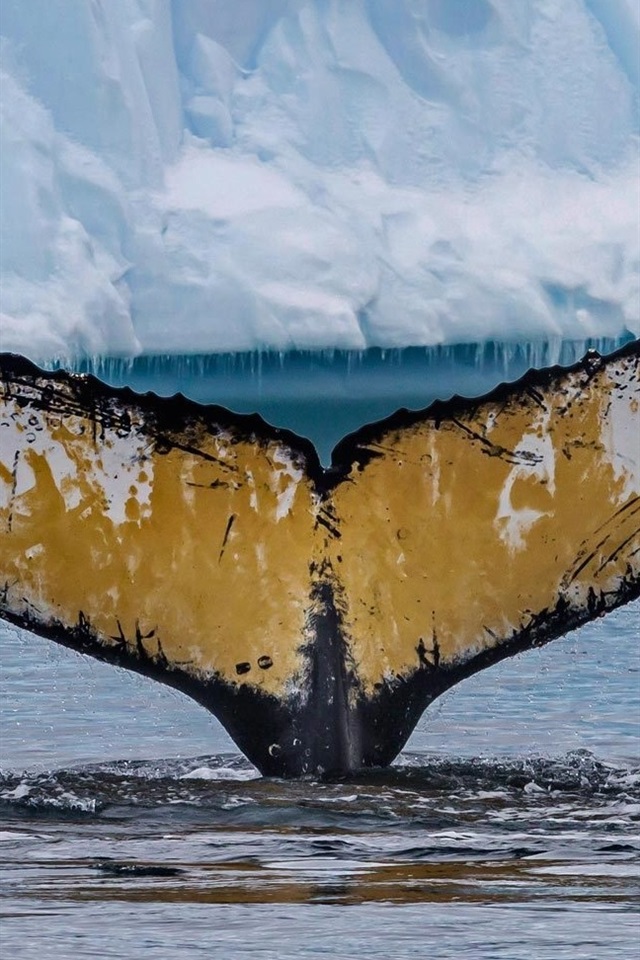 Iphone Wallpaper Antarctica, Humpback Whale Tail, Sea - Humpback Whale Iphone - HD Wallpaper 