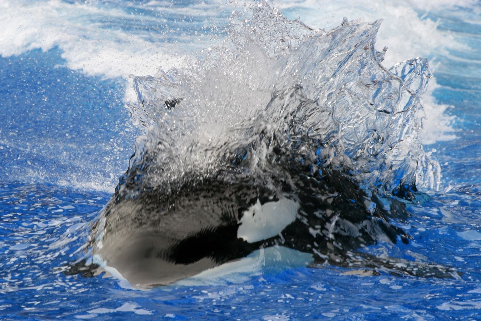 Orca Killer Whale Splash Wallpaper 1080p - HD Wallpaper 