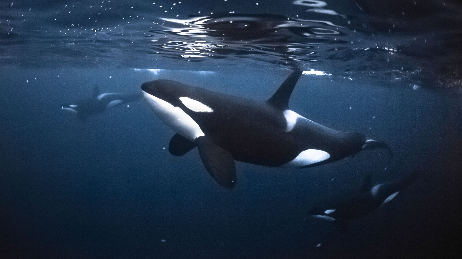 Orca Norway - HD Wallpaper 