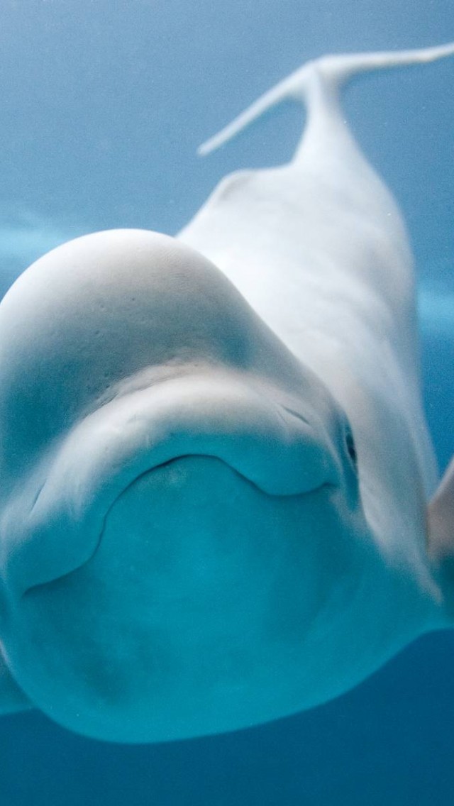 Beluga Whale Smiling - HD Wallpaper 