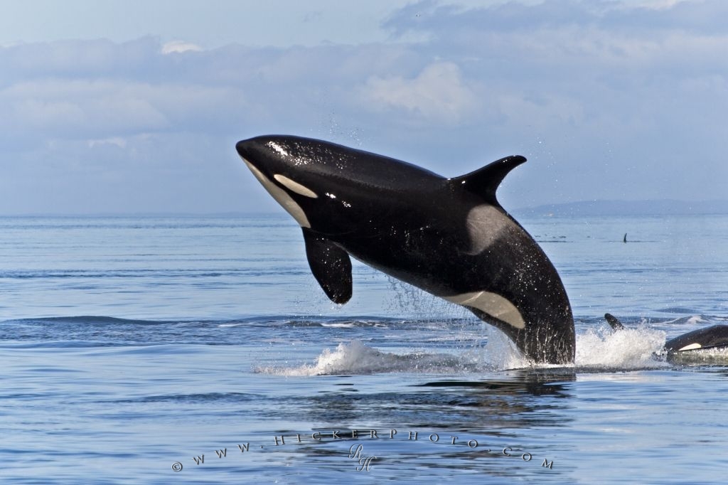 Photo Killer Whales Pictures - Photograph Of A Whale - HD Wallpaper 