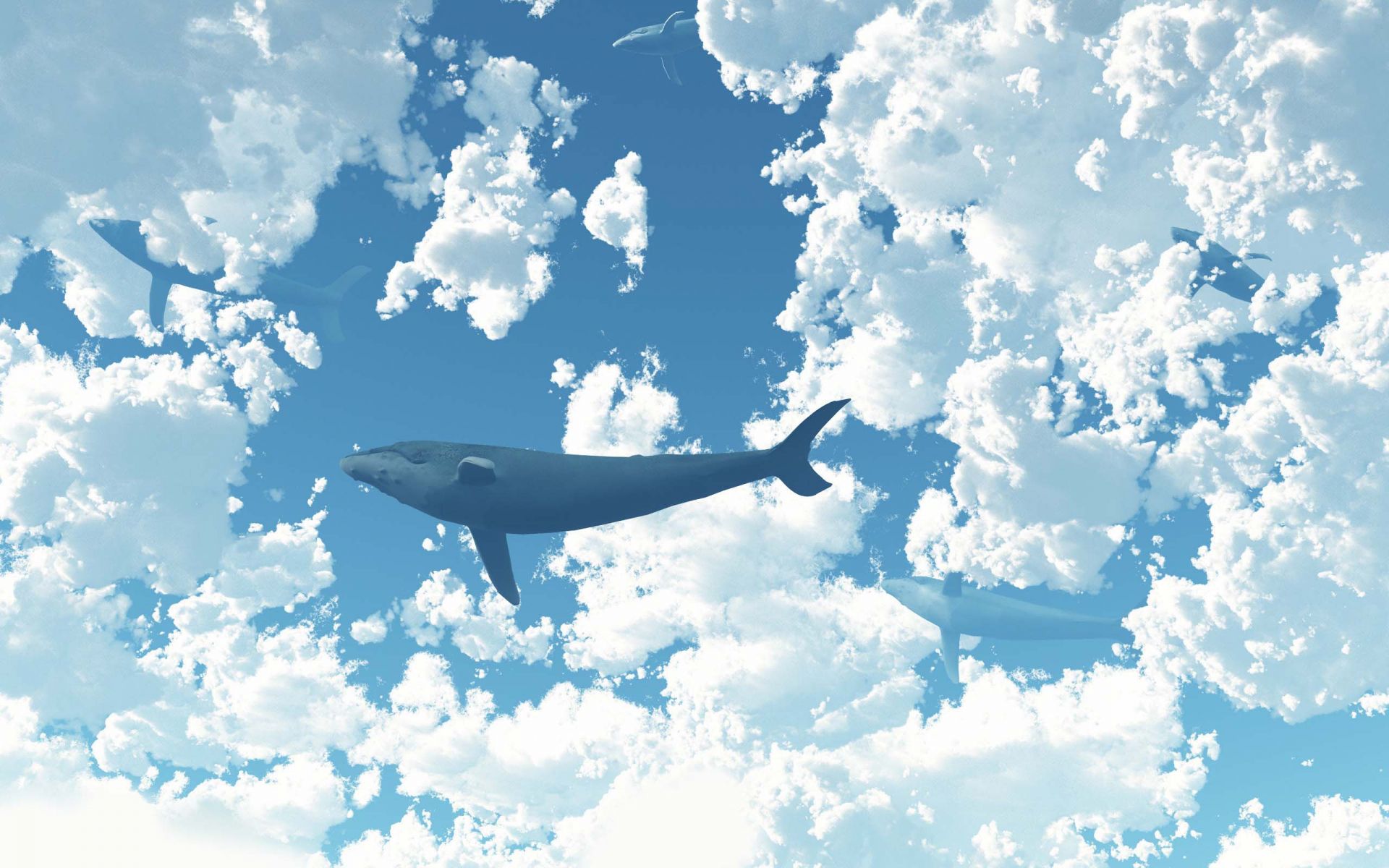 Whale In The Sky Wallpaper - Blue Whale In Sky - HD Wallpaper 