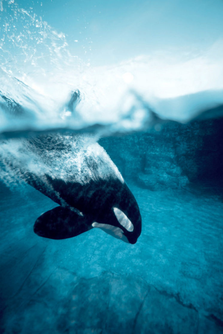 Orca Water Deep Ocean Sea Shark Dugong Sky Killer Whale - Killer Whale Iphone Background - HD Wallpaper 