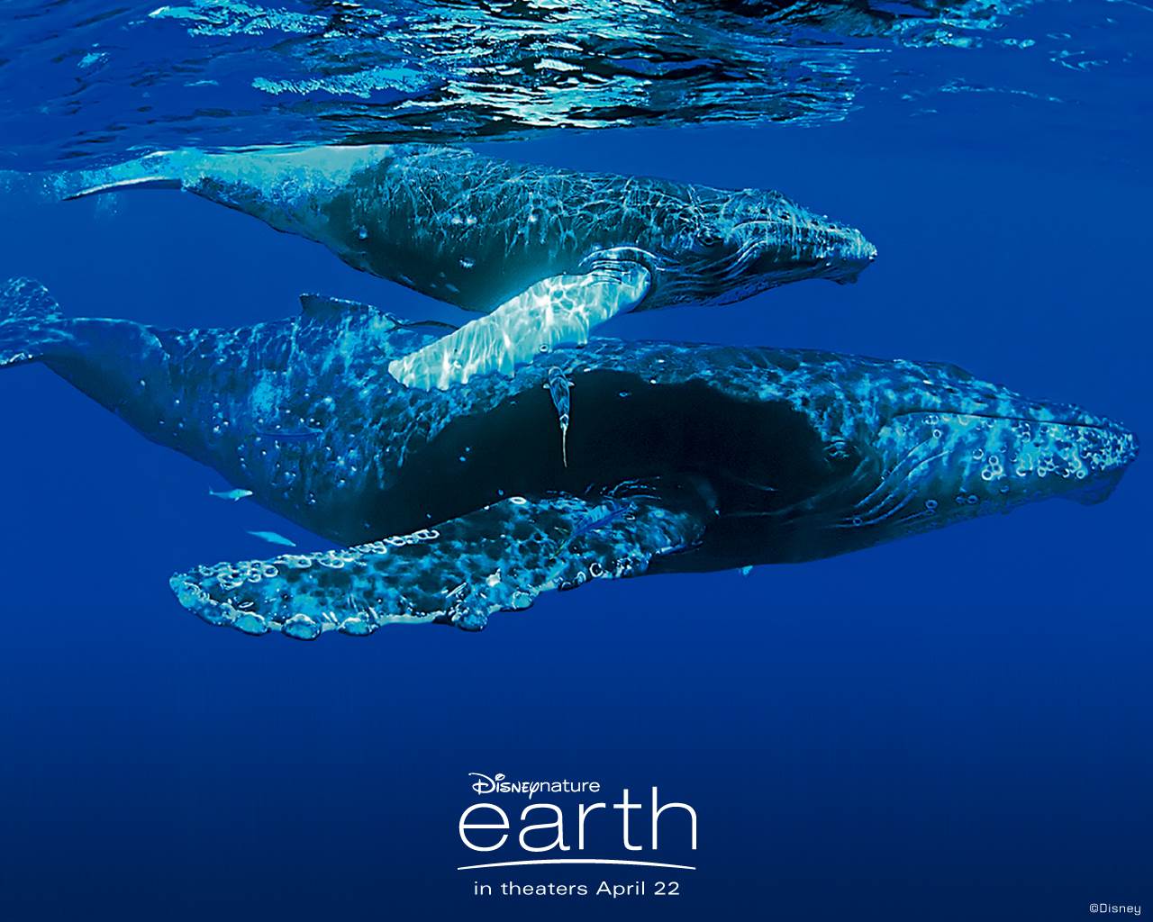 Download The Whale Earth Wallpaper, Whale Earth Iphone - Disney Nature Earth - HD Wallpaper 