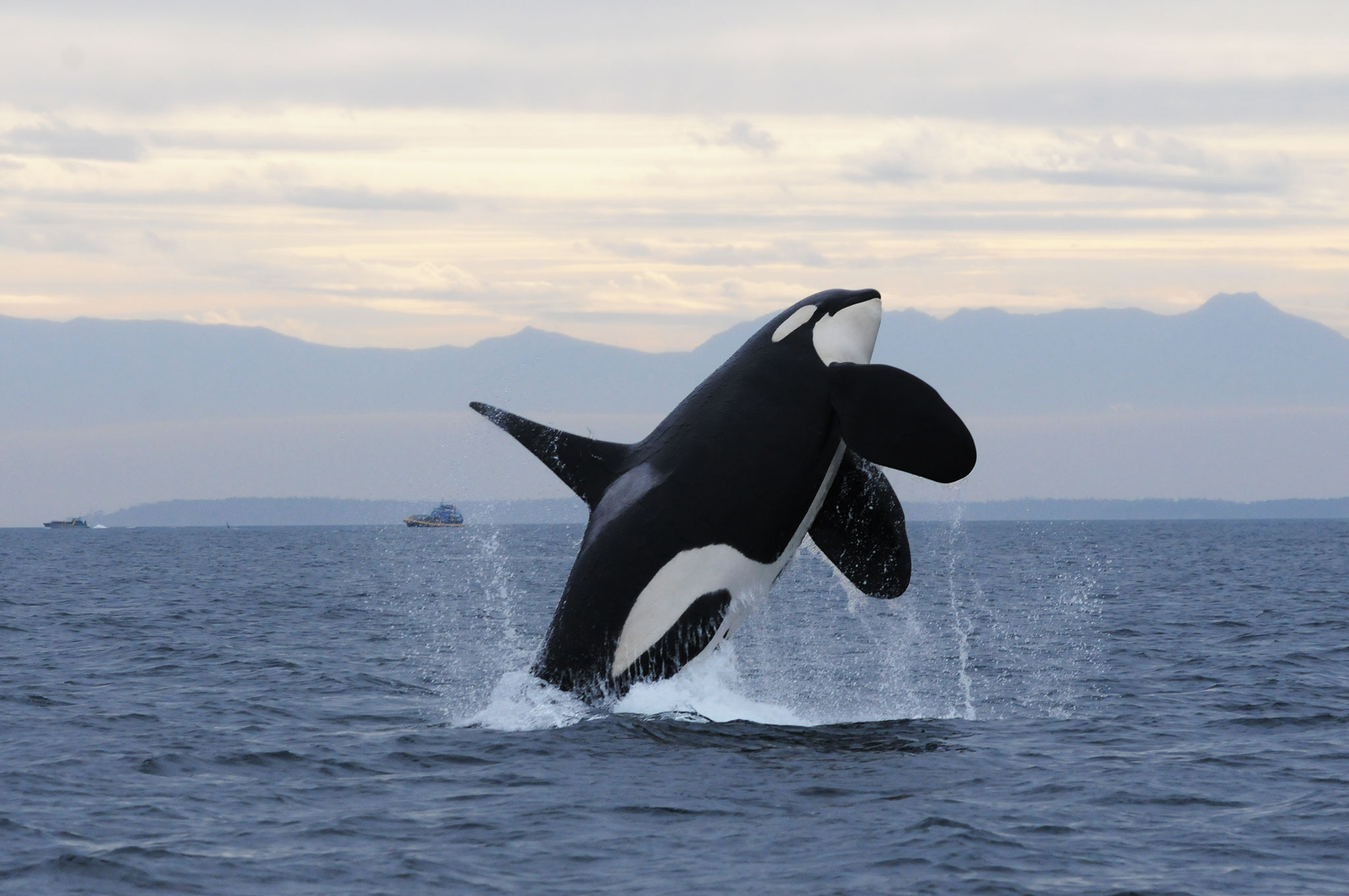 Hq Orca Wallpapers 2048x1360 Wallpaper Teahub Io