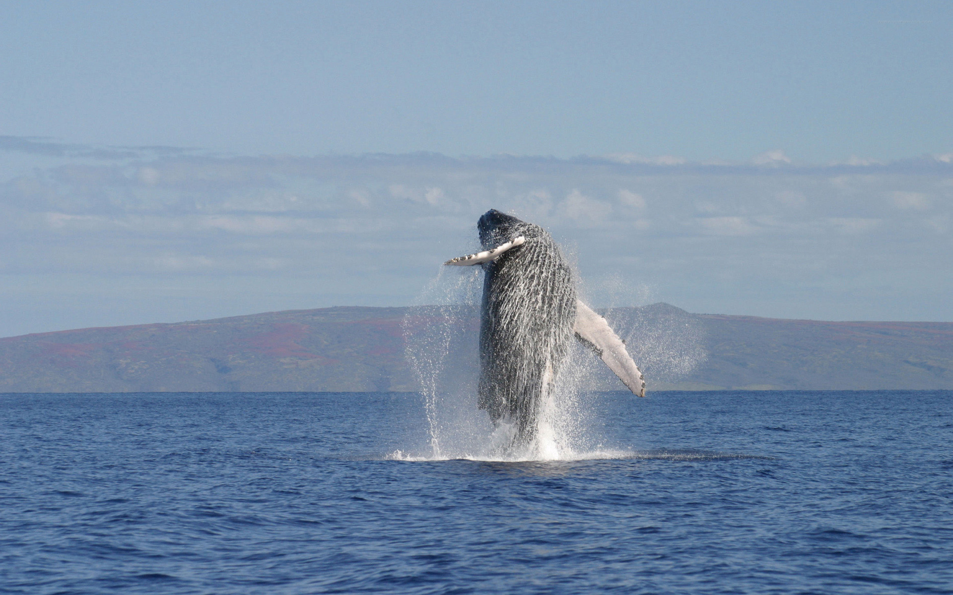 Amazing Whale Wallpaper - HD Wallpaper 