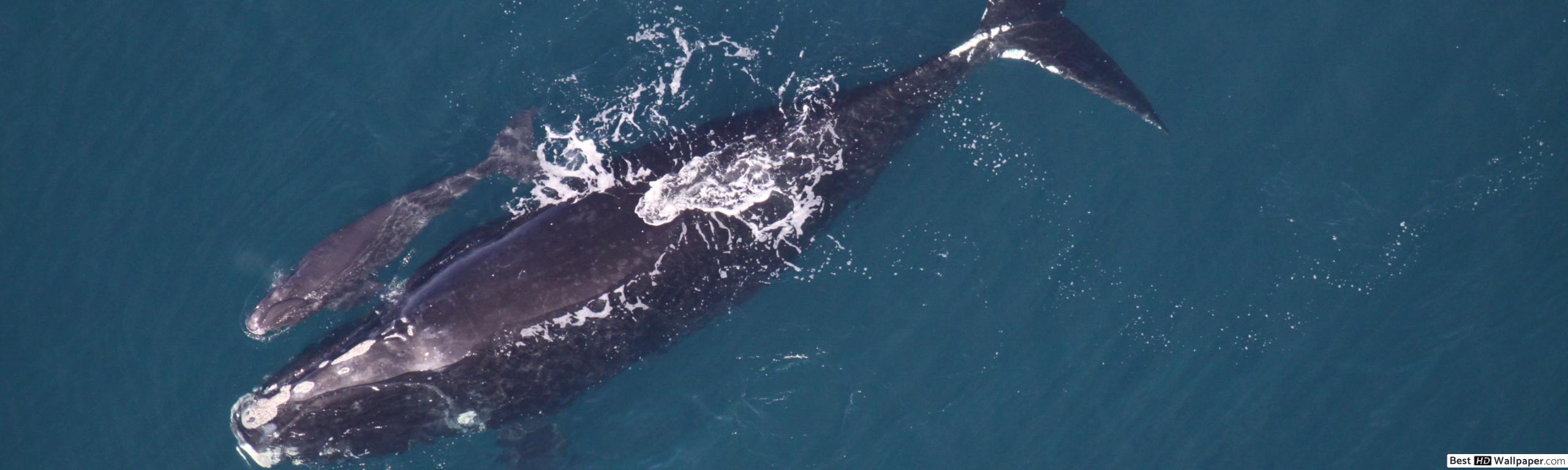 Clearwater Beach Whales - HD Wallpaper 