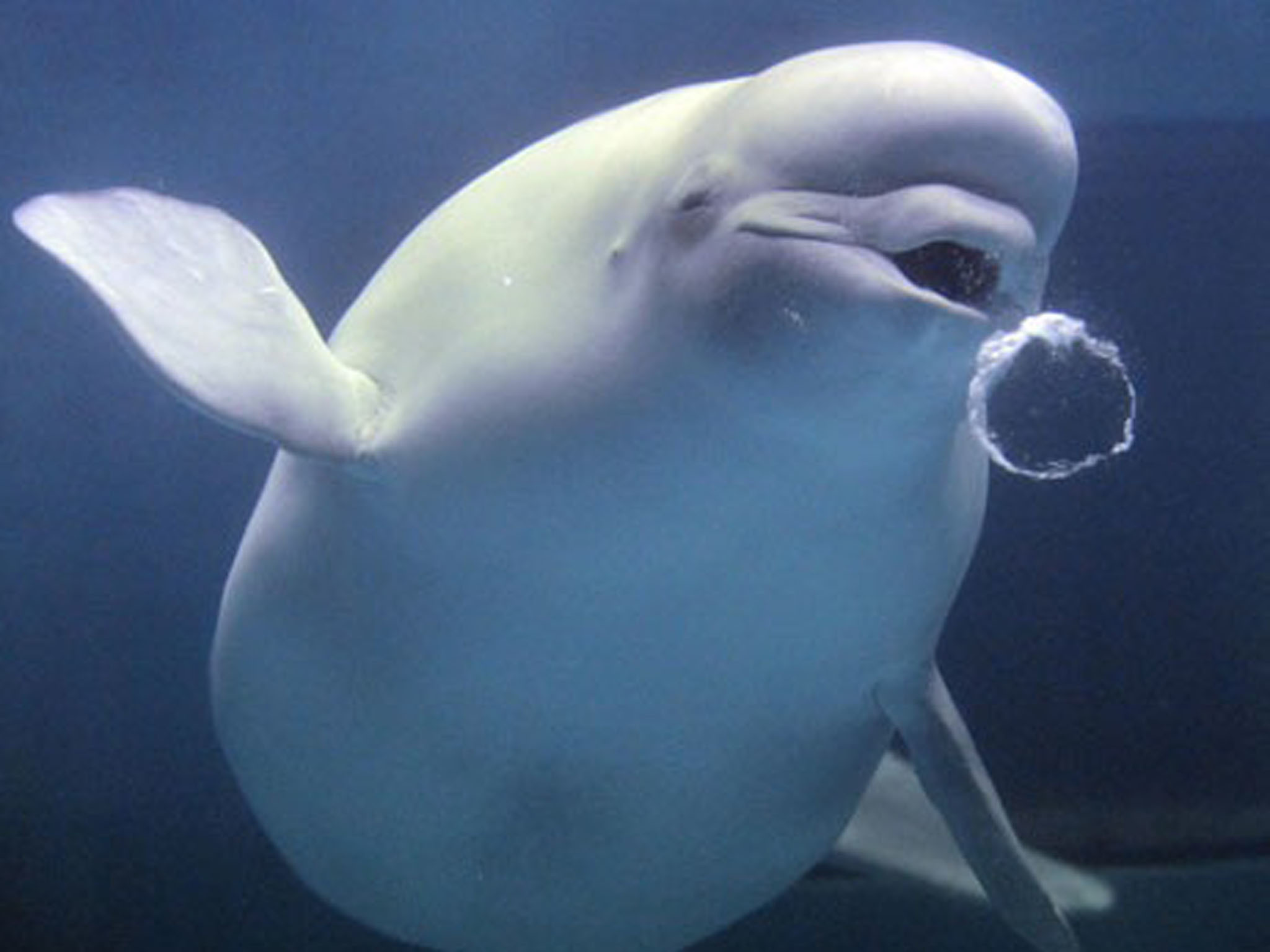 Cute Beluga Whale Wallpaper 
 Data-src /w/full/f/f/4/498148 - Cute Beluga Whale - HD Wallpaper 