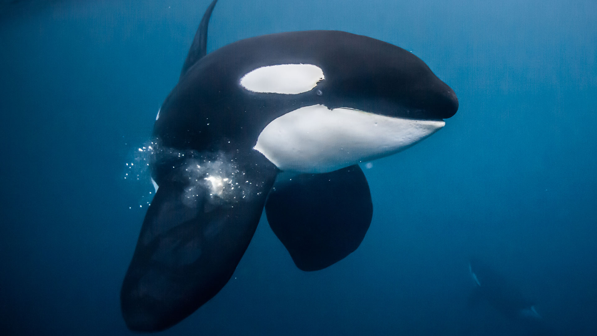 Swim With Orcas - HD Wallpaper 