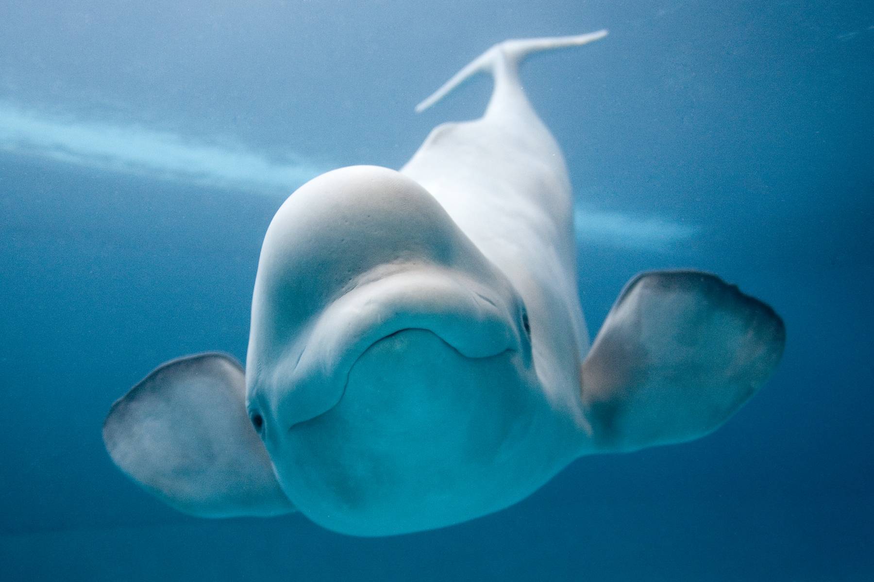 Beluga Whale Wallpapers - Beluga Whale Smile - HD Wallpaper 