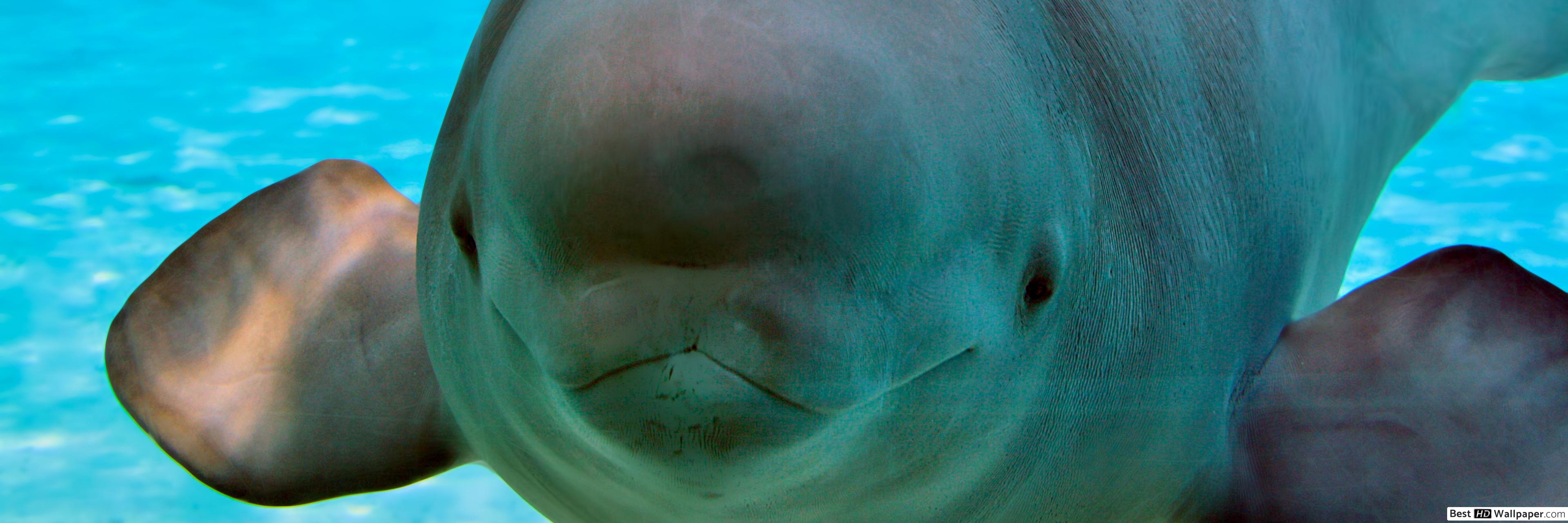 Wallpaper - HD Wallpaper 