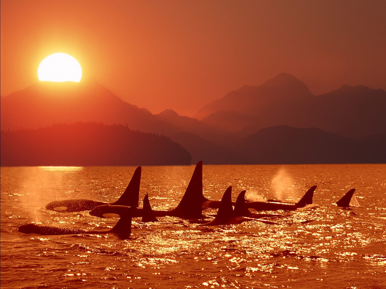 Orca Sunset - HD Wallpaper 