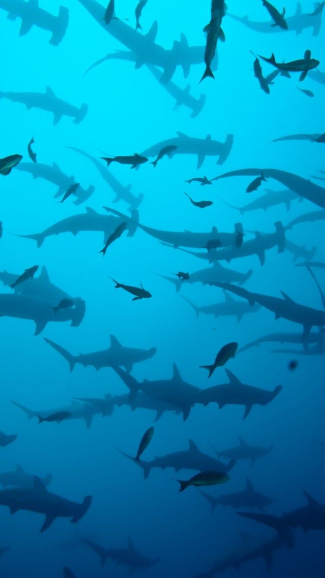 Shark Wallpaper - Hammerhead Shark Cocos Island - HD Wallpaper 