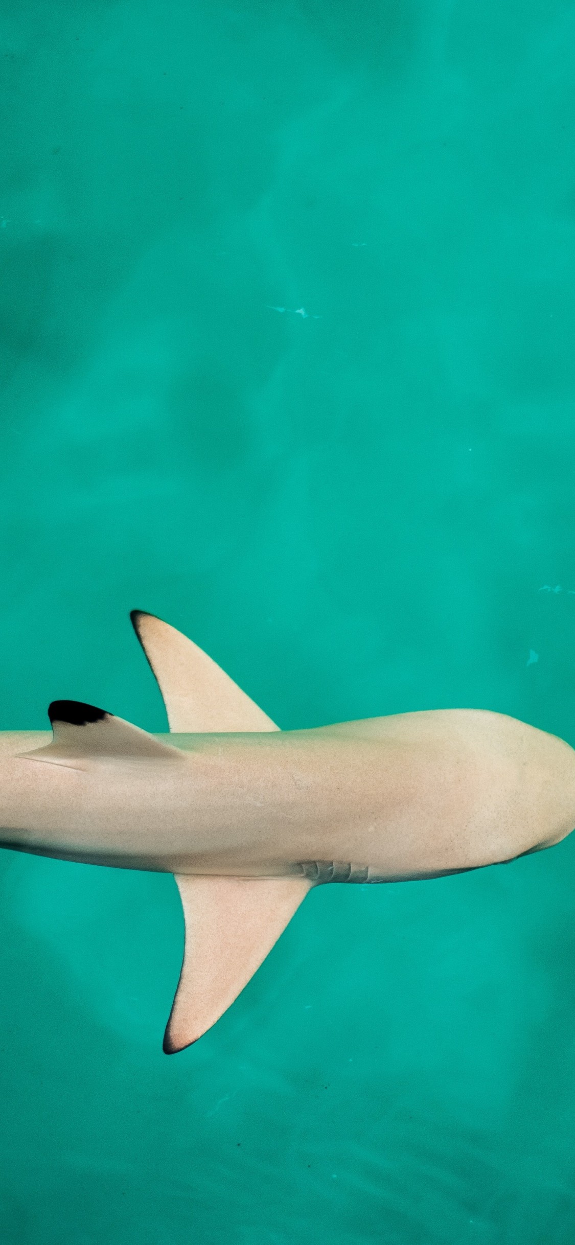 Iphone Xs Wallpaper Hd 4k - HD Wallpaper 