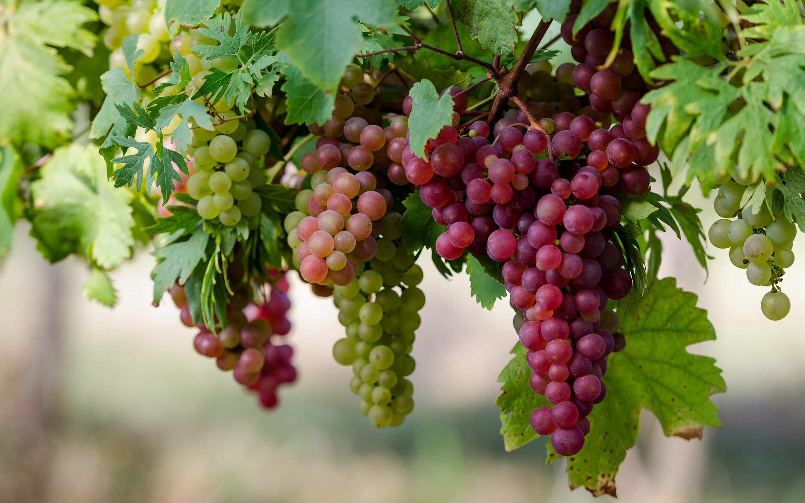 Grapes Fruit - HD Wallpaper 