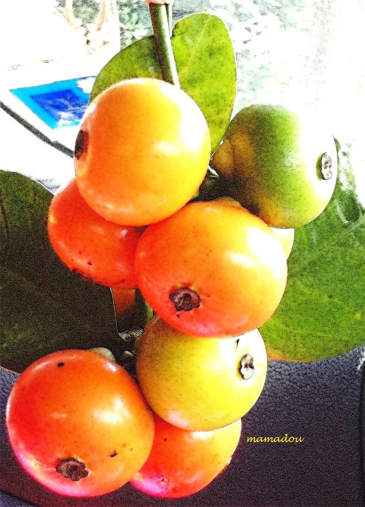 Wallpaper Buah Buahan Bergerak - Berry - HD Wallpaper 