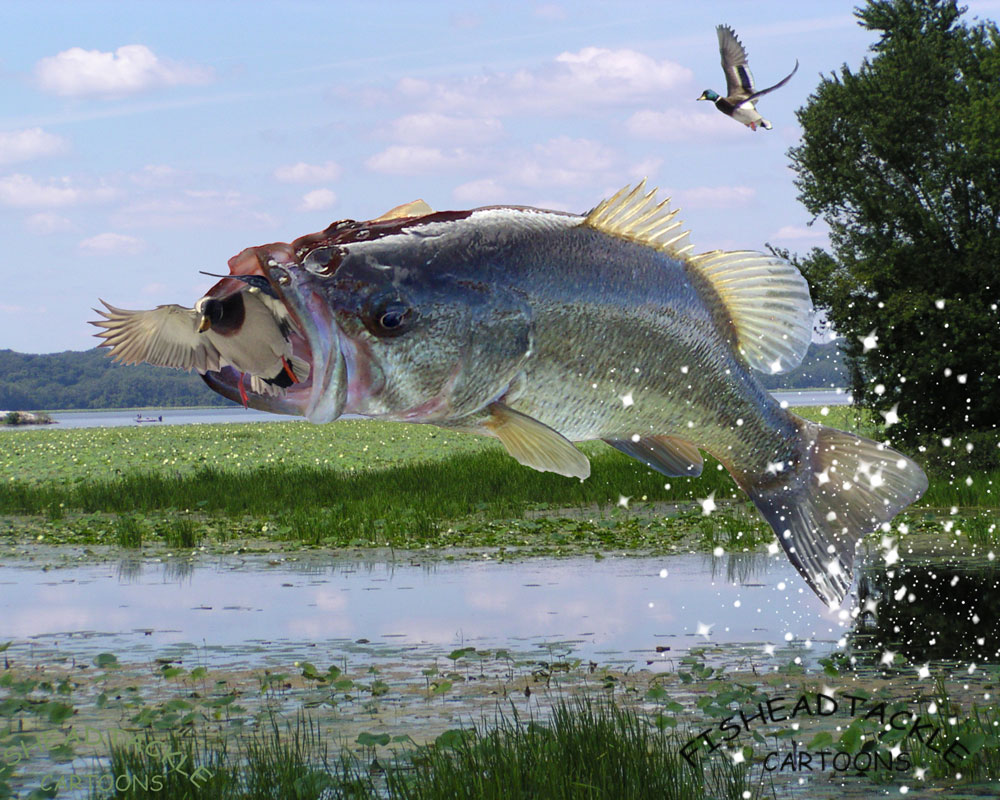 Bass Eats Duck - Largemouth Bass - HD Wallpaper 