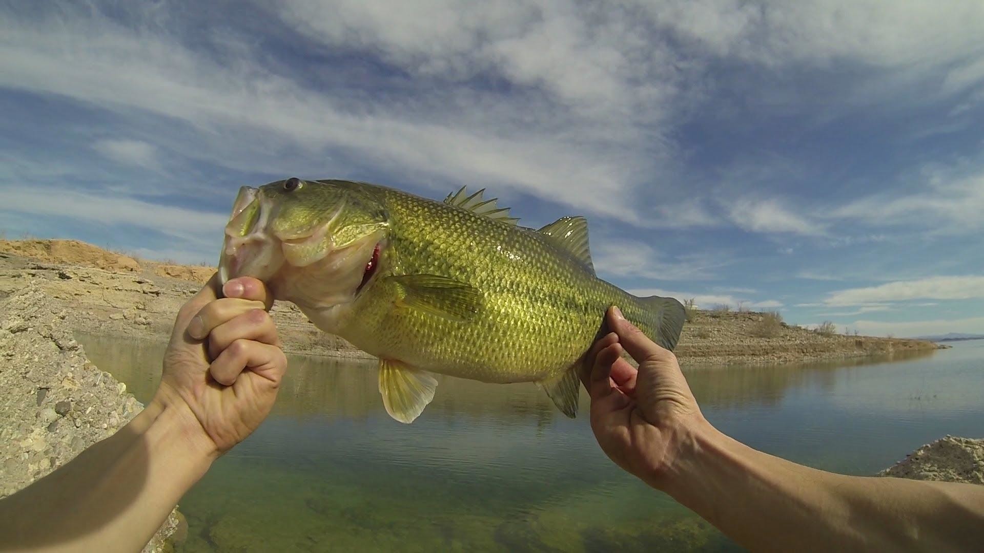 Wiki Bass Fishing Background Free Download Pic 
 Data - Fishing Lake Hd - HD Wallpaper 