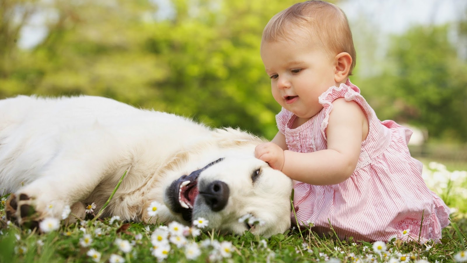 Toddler Wallpaper - Children Playing With Dogs - HD Wallpaper 