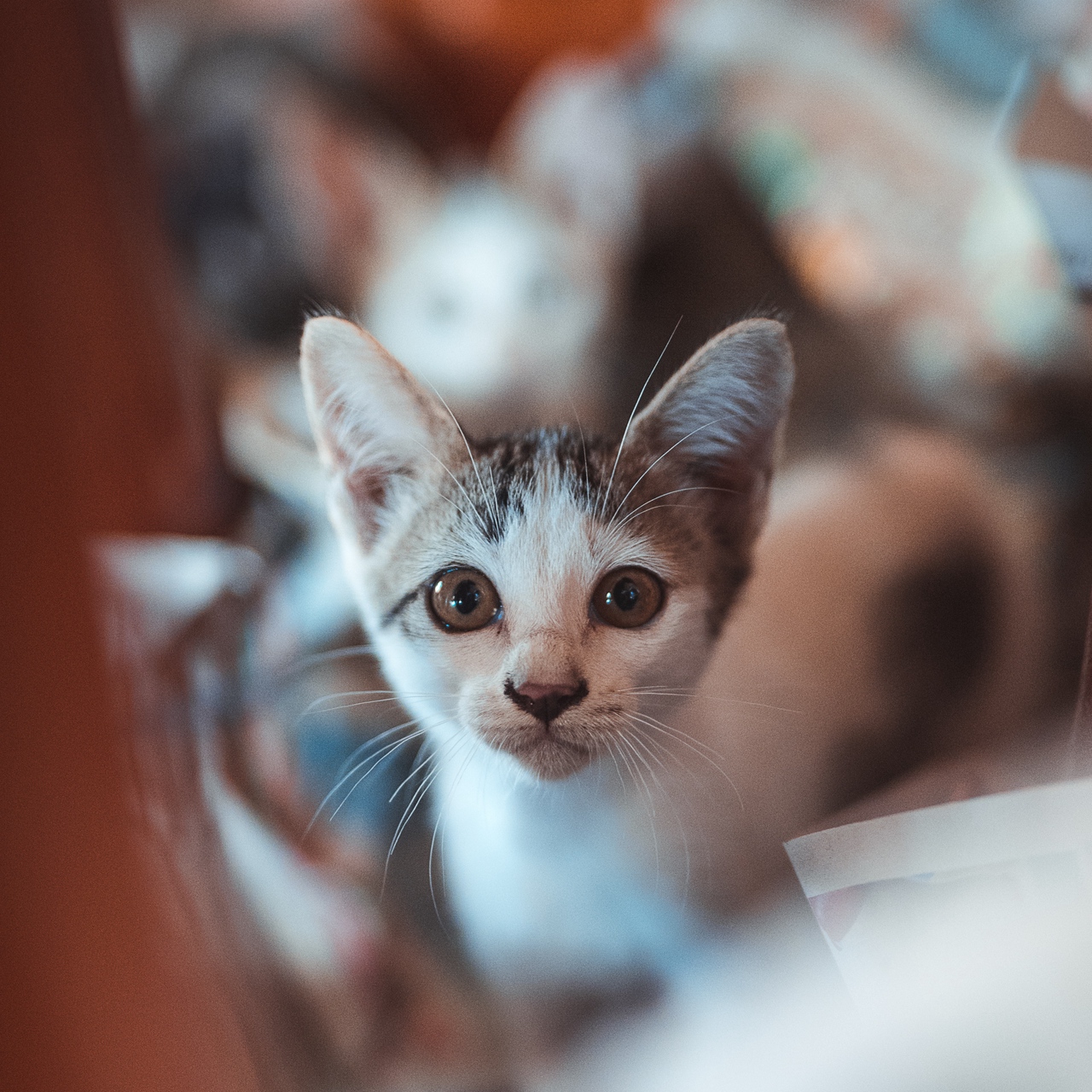 Wallpaper Kitten, Look, Cute, Baby - Cuteness - HD Wallpaper 