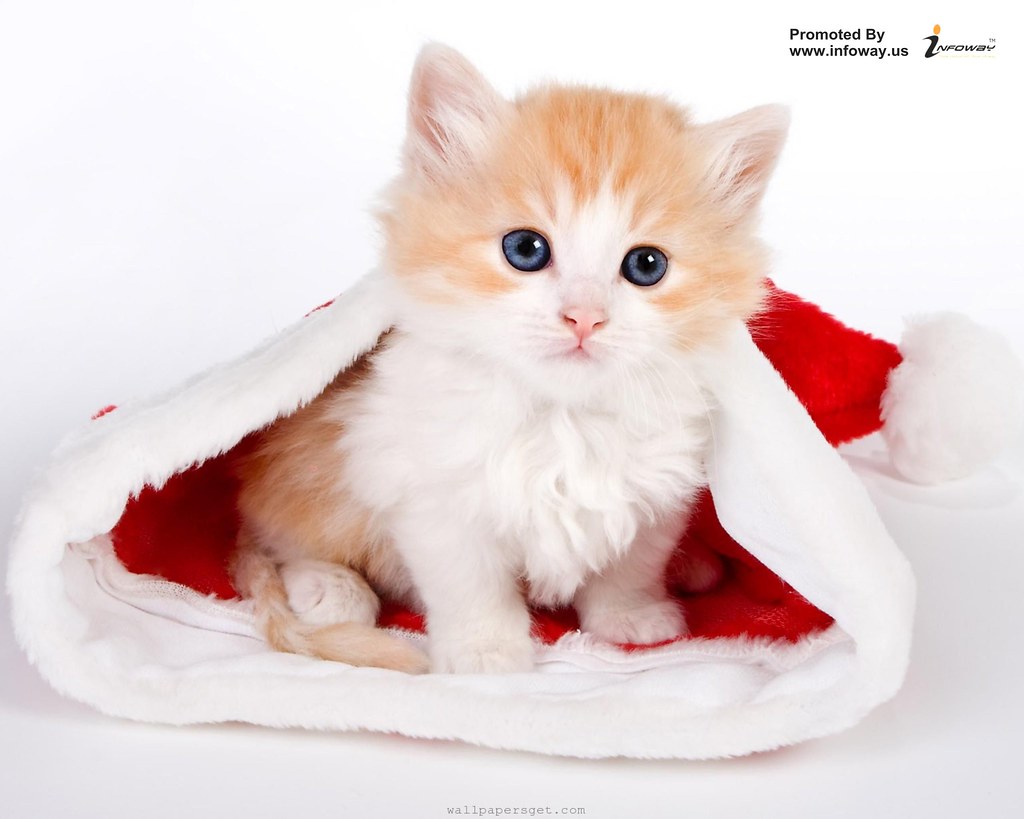 Love Cute Cat Images Hd - HD Wallpaper 